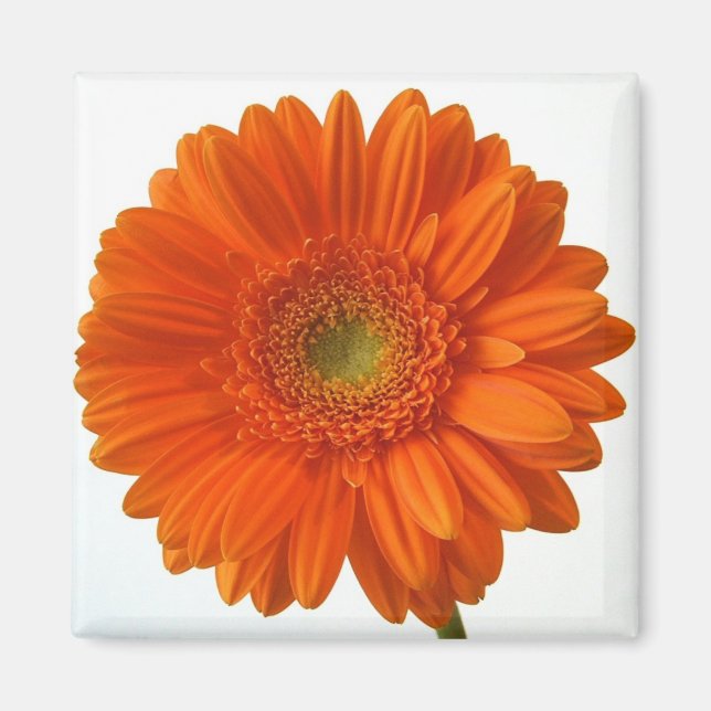 Orange Daisy Magnet (Framsidan)