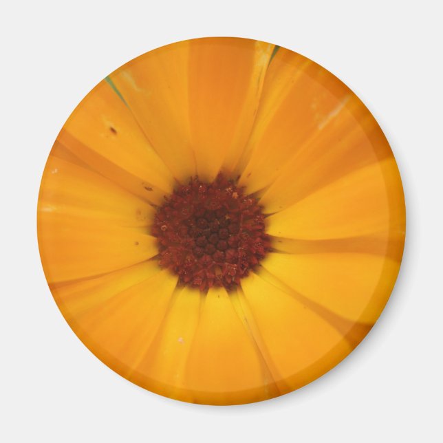Orange - Daisy, magnet (Framsidan)