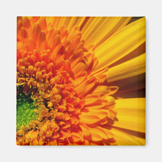 Orange Daisy Magnet (Framsidan)