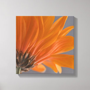 Orange daisy på grått canvastryck