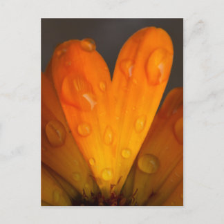 Orange Daisy Petal Heart med droplets Vatten Foto Vykort