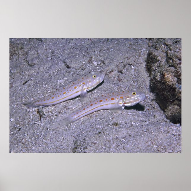 Orange Dash Goby Pair Poster (Framsidan)
