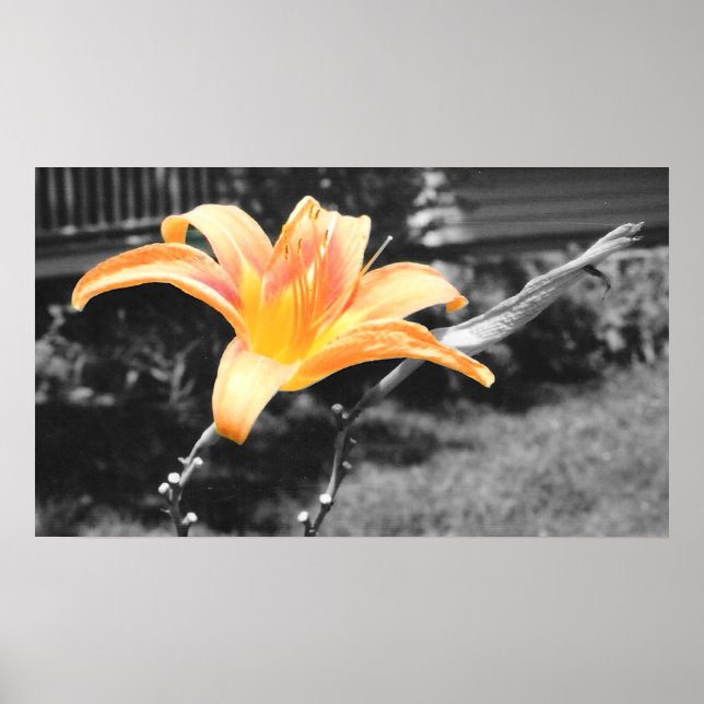 Orange Day Lily Bild Poster (Framsidan)