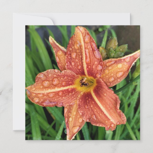 Orange Day Lily Hälsning Card Anteckningskort (Framsida)