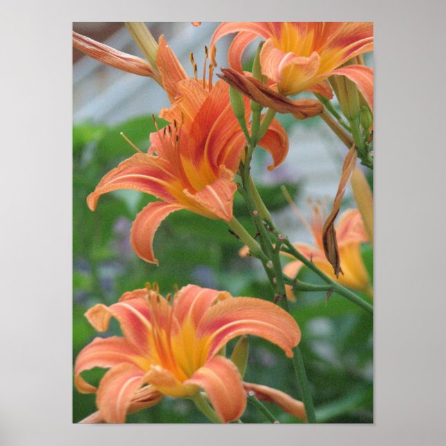 Orange Daylilies Poster (Framsidan)