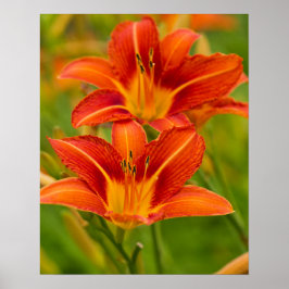Orange Daylilies Poster Papper (projektionsyta)