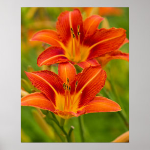 Orange Daylilies Poster Papper (projektionsyta)