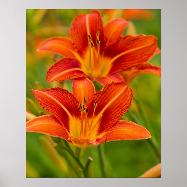 Orange Daylilies Poster Papper (projektionsyta) (Framsidan)