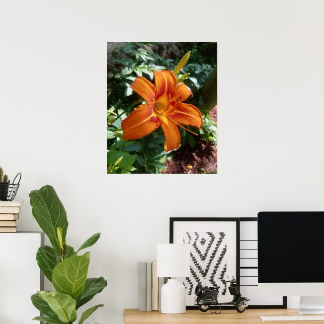 Orange Daylily Blomma Foto Tryck (Hemmakontoret)