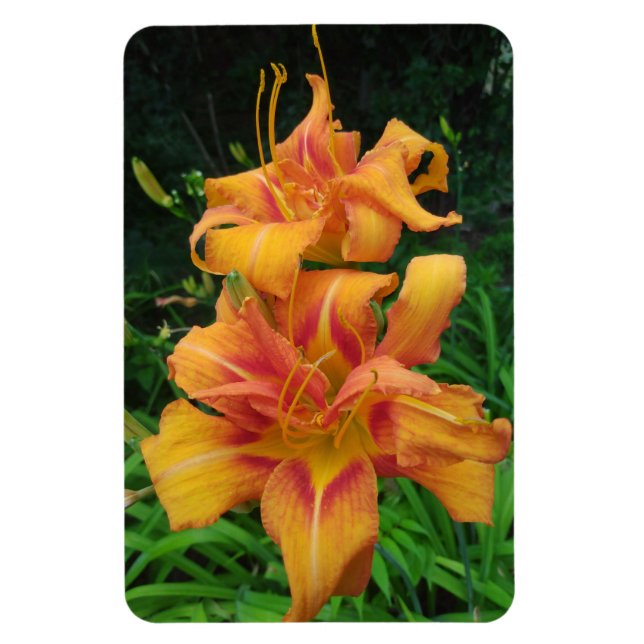 Orange Daylily Blooms Magnet (Vertikal)