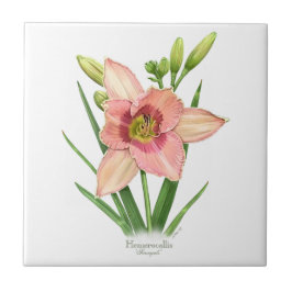 Orange Daylily Botanical Art Stil Kakelplatta