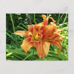 Orange Daylily Flowers Vågrät Vykort
