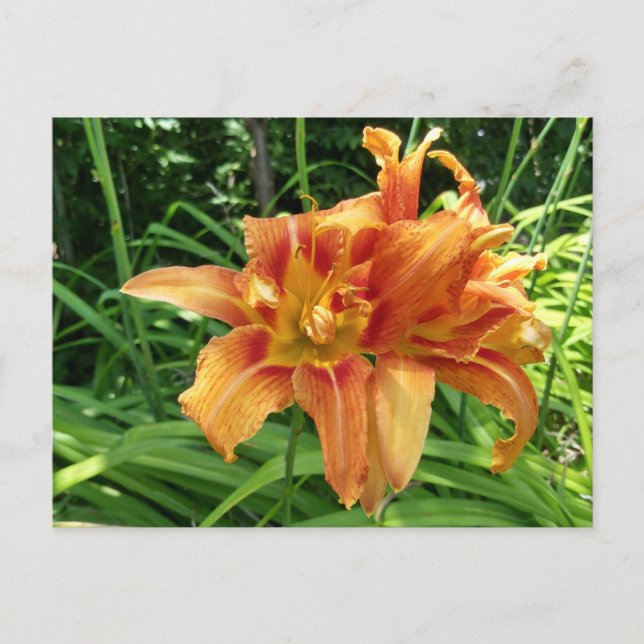Orange Daylily Flowers Vågrät Vykort (Framsida)