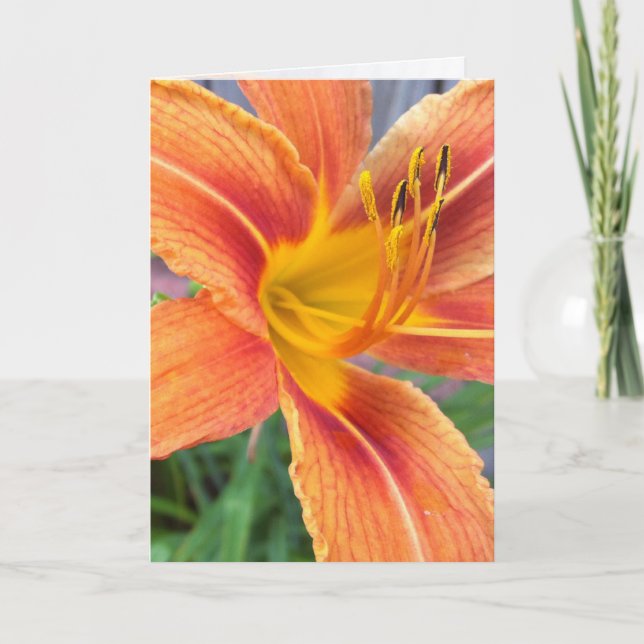 Orange Daylily Greeting Card Kort (Framsida)