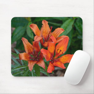 Orange Daylily Photography, Canadian Beauty Musmatta
