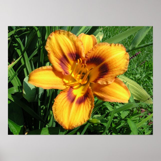 Orange Daylily Poster (Framsidan)
