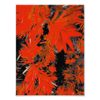 ORANGE DEED FOTOTRYCK