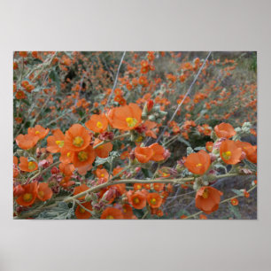 Orange Desert Globemallow Flowers in Bloom Poster