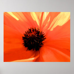 Orange-diskett Poster