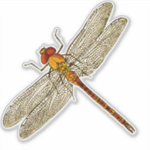 Orange Dragonfly-kontur