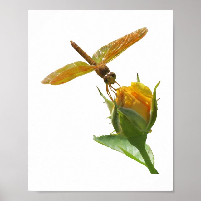 Orange Dragonfly på Gultens Rosenknopp Poster (Framsidan)
