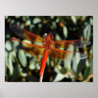Orange drakflygning med öppet vingar poster