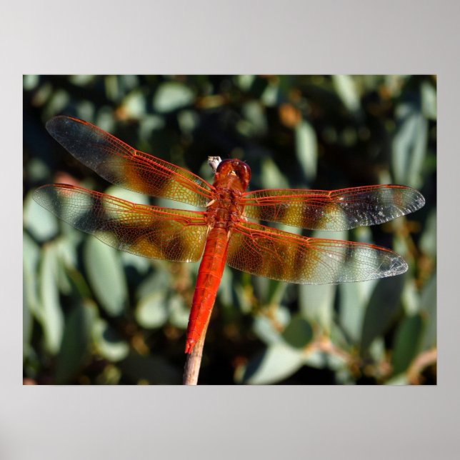 Orange drakflygning med öppet vingar poster (Framsidan)