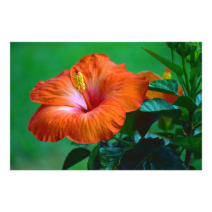 Orange Du Poster perfekt