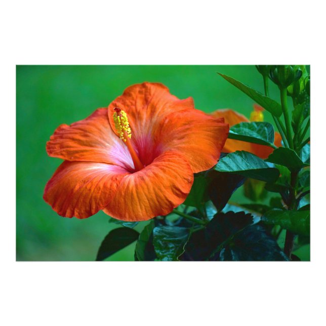 Orange Du Poster perfekt (Framsidan)