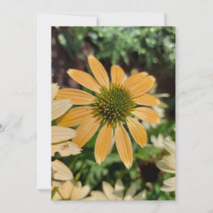 Orange Echinacea-syndrom Blankt blomsterkort