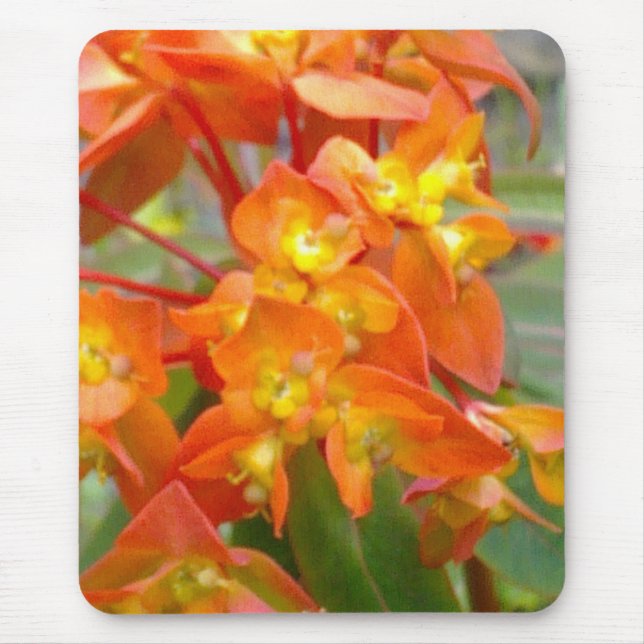 Orange Euphorbia Mousepad Musmatta (Framsidan)