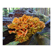 Orange Fågelsvamp