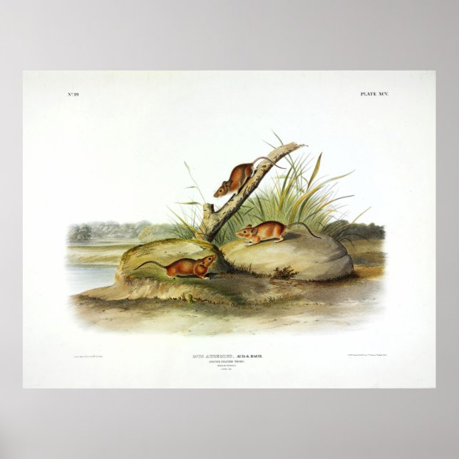 Orange Färgad Mouse (gyllene mus) av Audubon Poster (Framsidan)