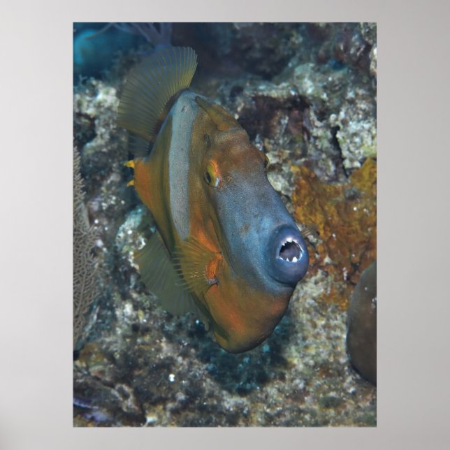 Orange Filefish Poster (Framsidan)