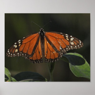 Orange Fjäril Naturfotografi Poster