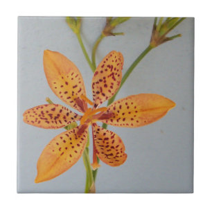 Orange-fläckig Iris kallade en Blackberry lily Kakelplatta