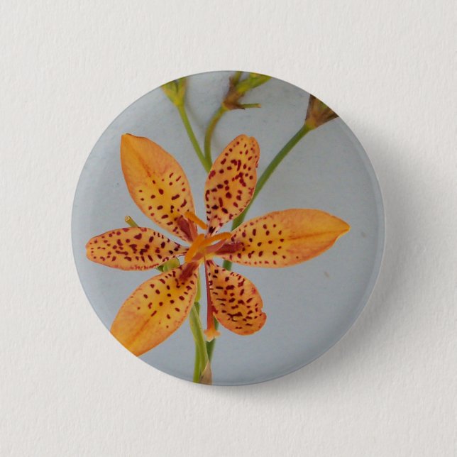 Orange-fläckig Iris kallade en Blackberry lily Knapp (Framsida)