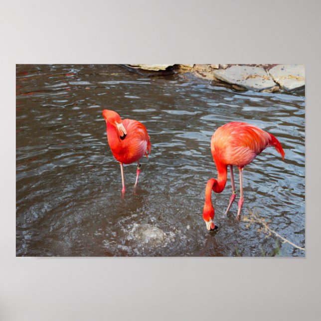 Orange Flamingos Photo Poster (Framsidan)