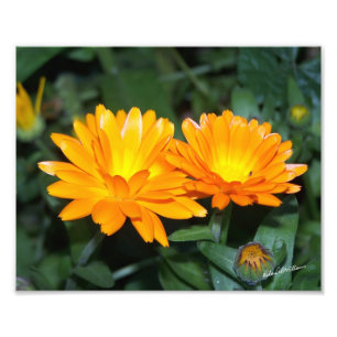 Orange Flower #2204 Fototryck