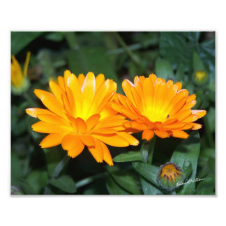Orange Flower #2204 Fototryck