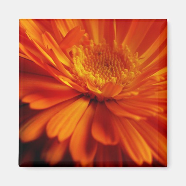 Orange Flower Magnet (Framsidan)