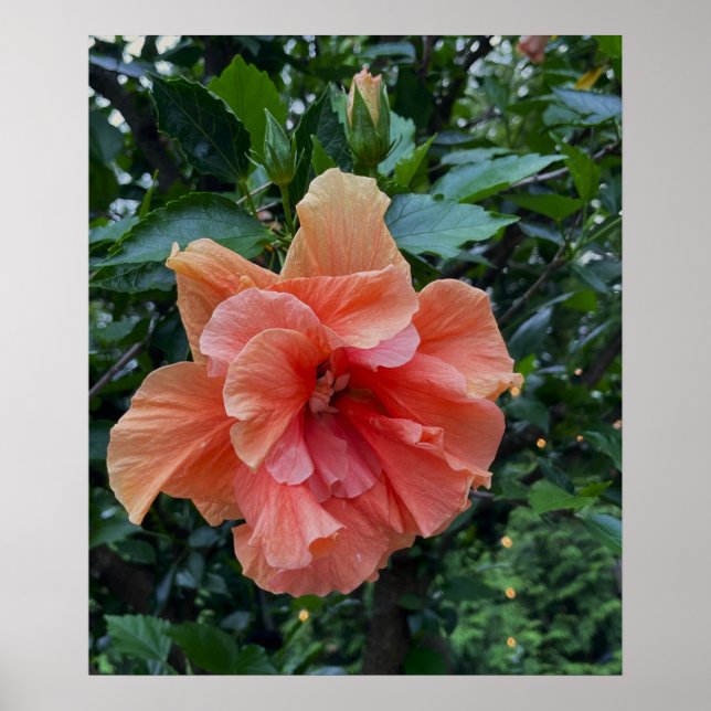 Orange Flower Photo Poster (Framsidan)