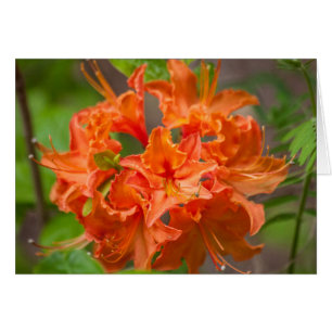 Orange Flowers Azalea Floral Photography Hälsningskort