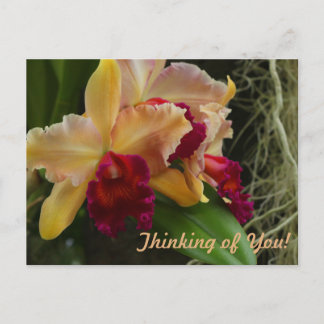 Orange Flowers Cattleya Orchids Vykort