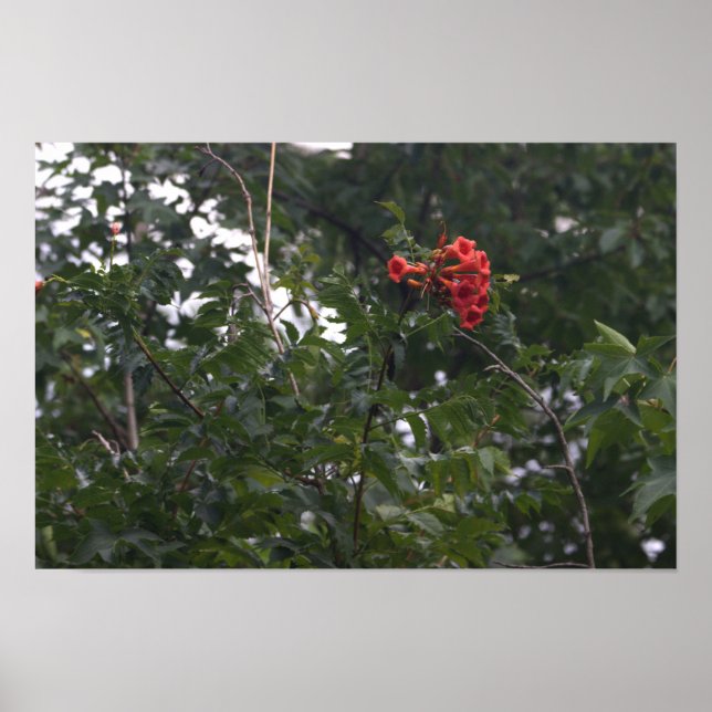 Orange Flowers Photo Poster (Framsidan)