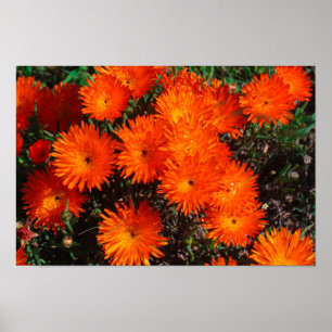 Orange för Grönt av syd-Afrika Suckulära blommo Poster