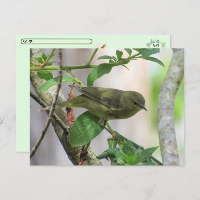 Orange för passering efter passering vykort (Fram/baksida)