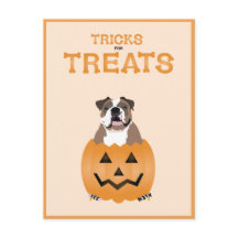 Orange för Treats English Bulldog