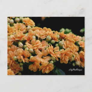 Orange för vykortsBlommigt - Begonias Vykort