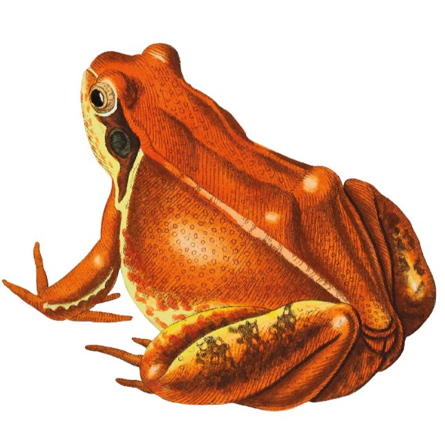 Orange Frog Presentpapper (Skapare uppladdad)